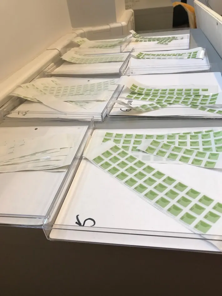 Trays with rows of small greens squares inside