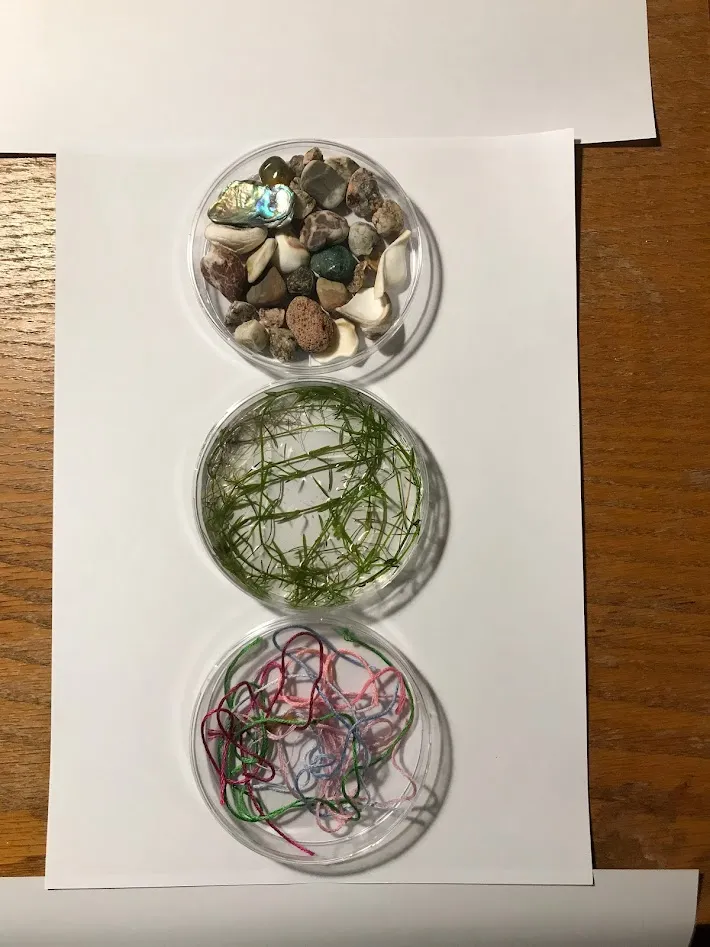 3 petri dishes