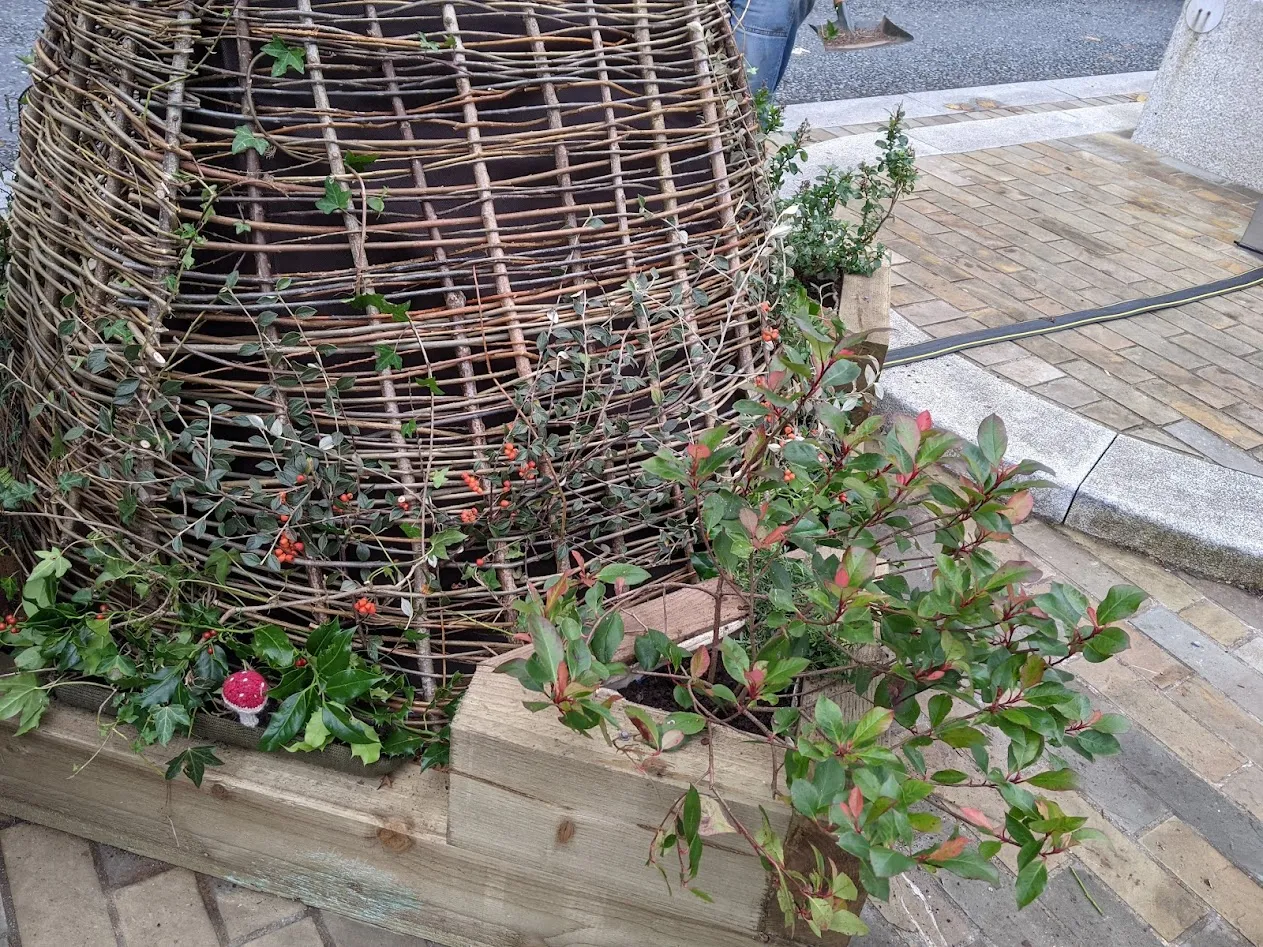 Plant in wooden box.